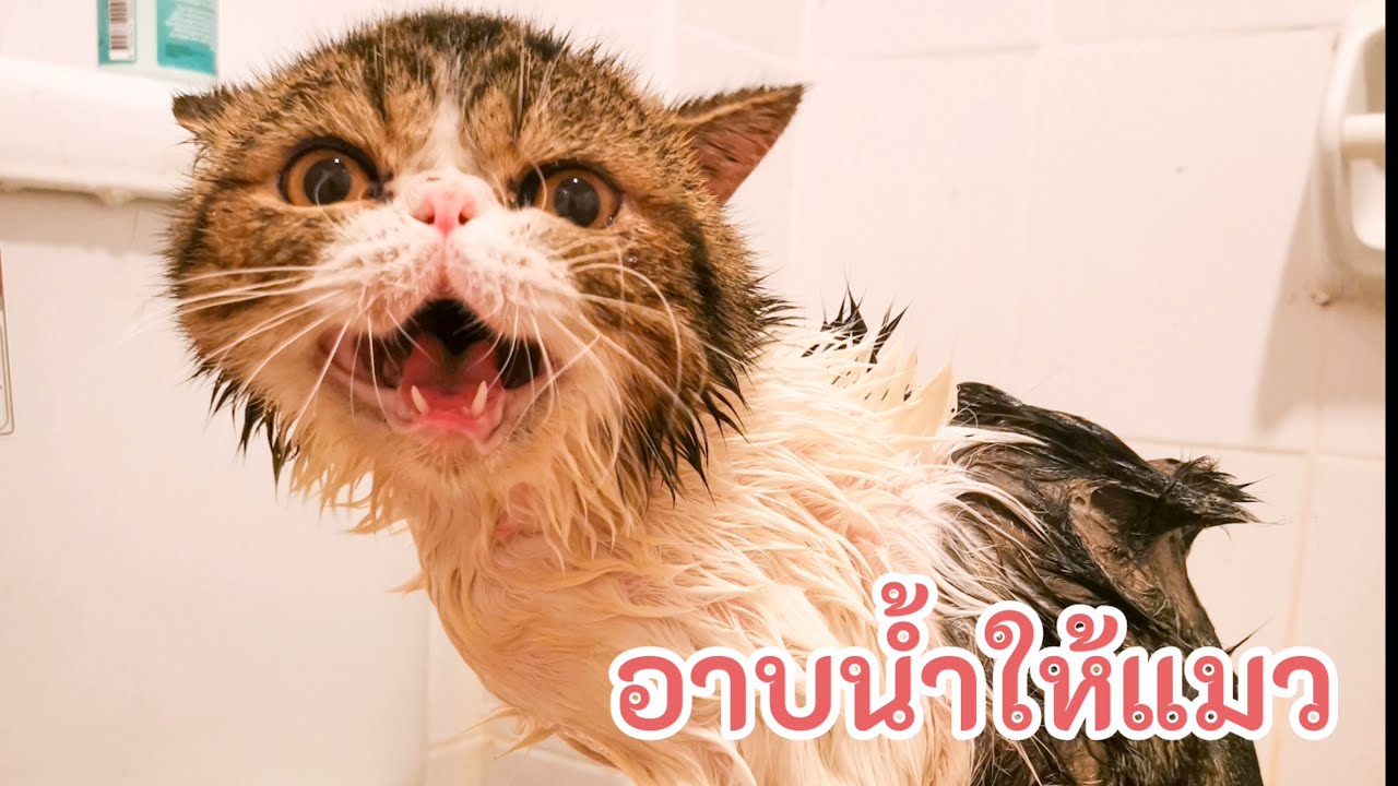 อาบน้ำให้แมว