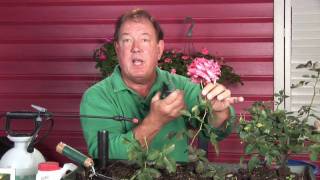 Growing Roses : How to Prune Hybrid Tea Roses