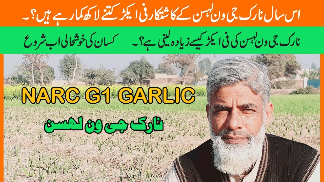 Earn 16 Lack Per Acre,Narc g1 garlic farming,narc g1 garlic seed price