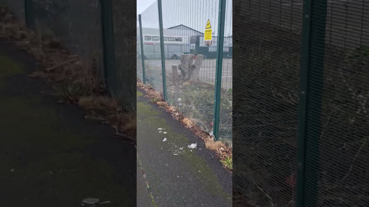 несколько переоборудованных автобусов