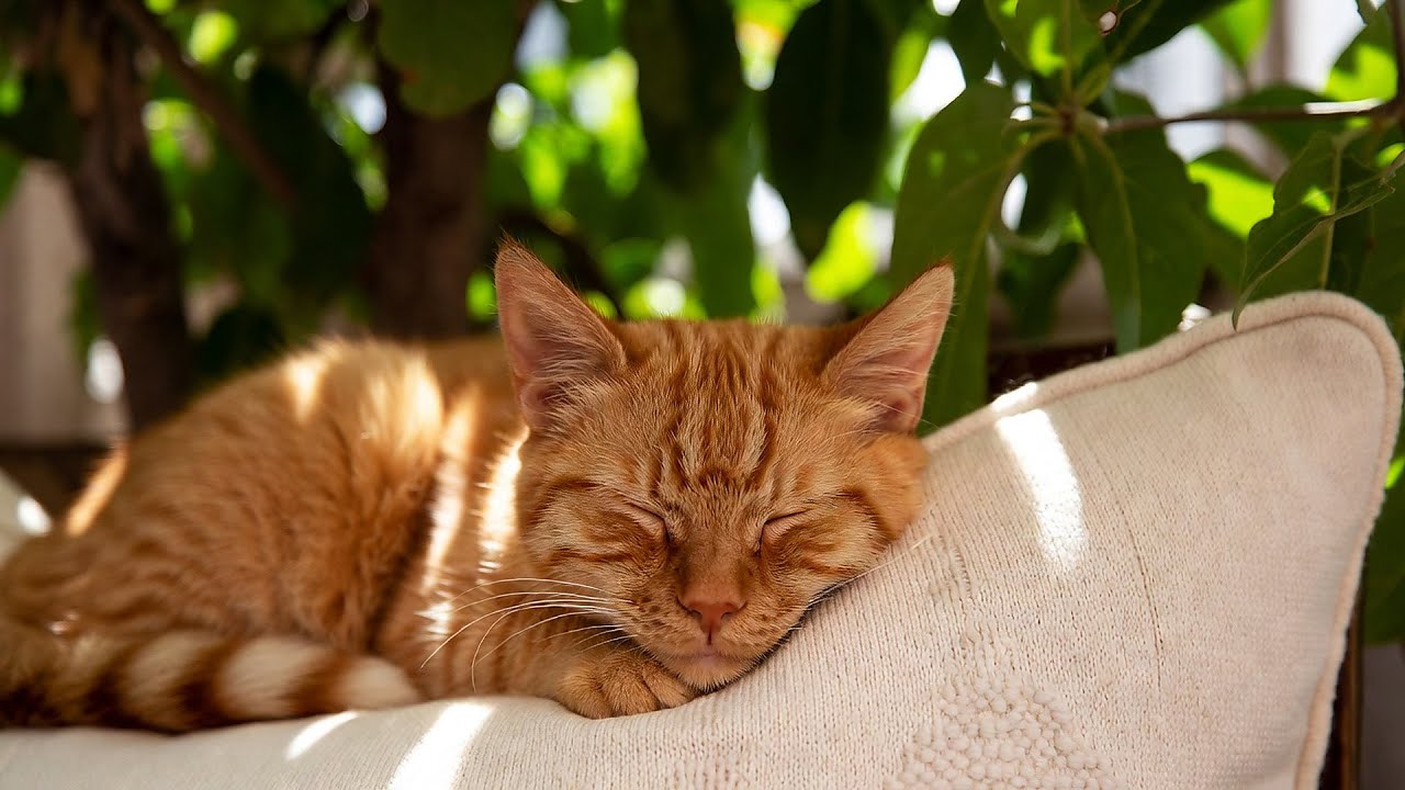 LIVE 🐱 Cozy Cat Napping Gently with Warm Piano Melodies for Sweet Dreams ✨ | Season 2