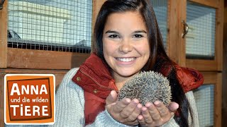 Wie kommt der Igel durch den Winter? | Reportage für Kinder | Anna und die wilden Tiere screenshot 4