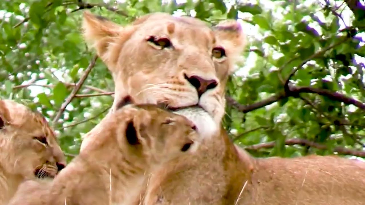Lioness Watching Over Cubs | 1 Hour of Calm African Ambience