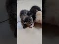 cute kittens in our home