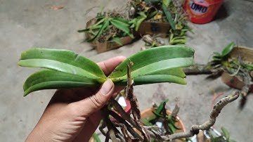 Nghinh Xuân (Đai châu - ngọc điểm) rừng Buôn Đôn tối 10.12.2020