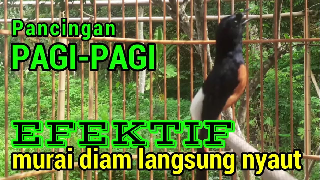 Pancingan PAGI-PAGI AGAR MURAI GACOR❗sekali coba murai DIAM langsung bunyi