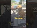 Tasty nanas golden goldenretriever doglover dog puppy dog