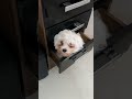#funny #filhote #bichonhavanese #puppy #cachorro #filhotefofo #pets #bichon #petlovers #dog #pet