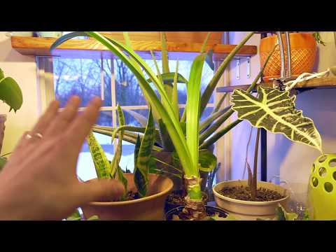 Video: What If The Amaryllis Does Not Bloom? How To Make It Bloom At Home? What If It Only Releases Leaves?