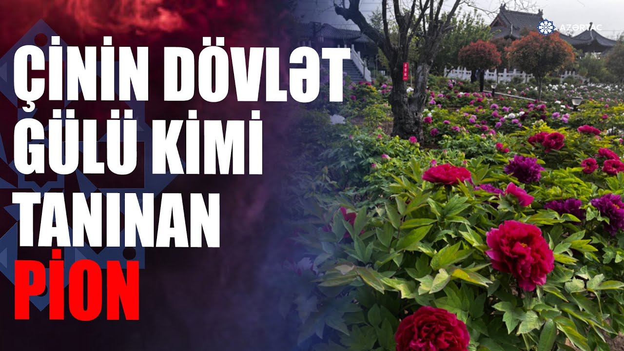 Çinin dövlət gülü hesab olunan pionun becərildiyi Hıcı şəhəri