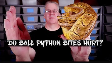 Do Ball Python Bites Hurt?