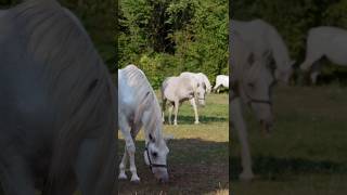 World’s Most Elegant Horses in Europe’s Oldest Stud Farm