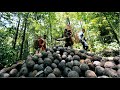 Amazing Jungle Nuts Harvesting - Amazon Nuts processing in Factory