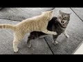 Kitten terrorizes cat