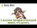 У котенка твёрдый и большой живот, что делать // Сеть Ветклиник Био-Вет