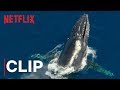 Our planet  humpback whales  clip  netflix