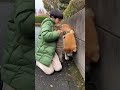 強引なネッコに絡まれたイッヌを救出する男の子　#shorts
