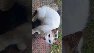 Whiskers Twitch, Eyes Gleam Soft, A Furry Whisper Of Sweetness