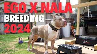 Nala x Ego Breeding 2024!!!! (Insemination Process)