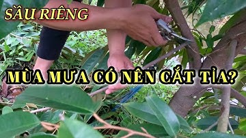 Cắt tỉa cành. Tạo tán sầu riêng trong mùa mưa. Phòng trừ rầy xanh làm hư cơi đọt.
