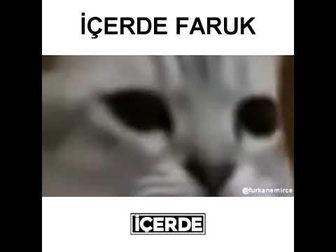 kedi faruk // furkan emirce