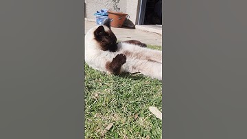 When the catnip hits just right 😂 #shorts