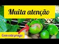 muita atenção broca do tomate!! 4 inseticidas top no controle!