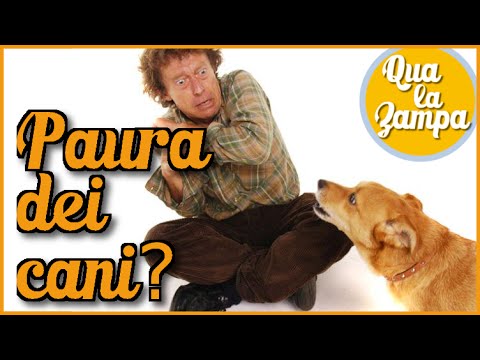 Video: Come Sbarazzarsi Della Paura Dei Cani?