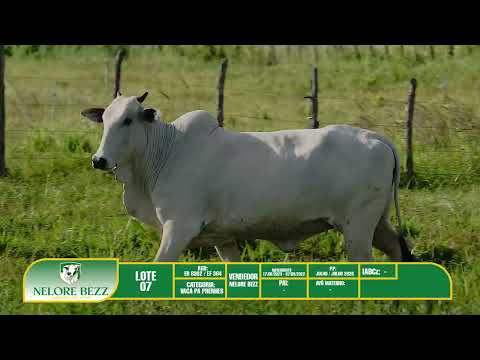 LOTE 7  (DUPLO) - ER8302 /  EF384 - Nelore BEZZ