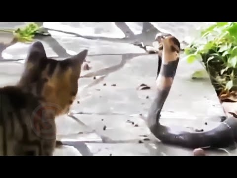 10 Неустрашимых животных