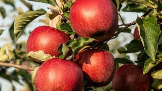 मनोज जारांगे लाईव्ह|mnoj jarange live,सफरचंद शेती महाराष्ट्रात?रोप मिळेल,?? farming in maharashtra