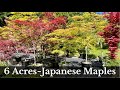 Exotic | Japanese Maple Trees | Late Spring