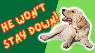 Quick Tips to Extend Your Dog's Down or Sit (DURATION)