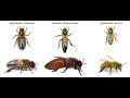 Состав пчелиной семьи  Пчеловодство пасека