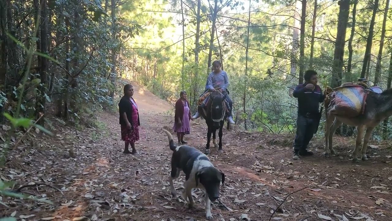 ✅️😃Con nuestro caballo y burrito fuimos al campo a traer la mazorca de mis abuelitos 