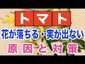 【トマト】葉が落ちる・実がならない【原因と対策】写真&イラスト多めで説明します