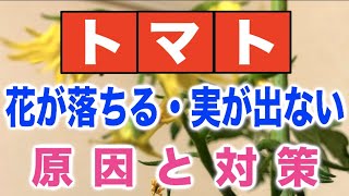 初心者もできる ミニトマトの育て方 ベランダ家庭菜園 18年 マッキーブログ