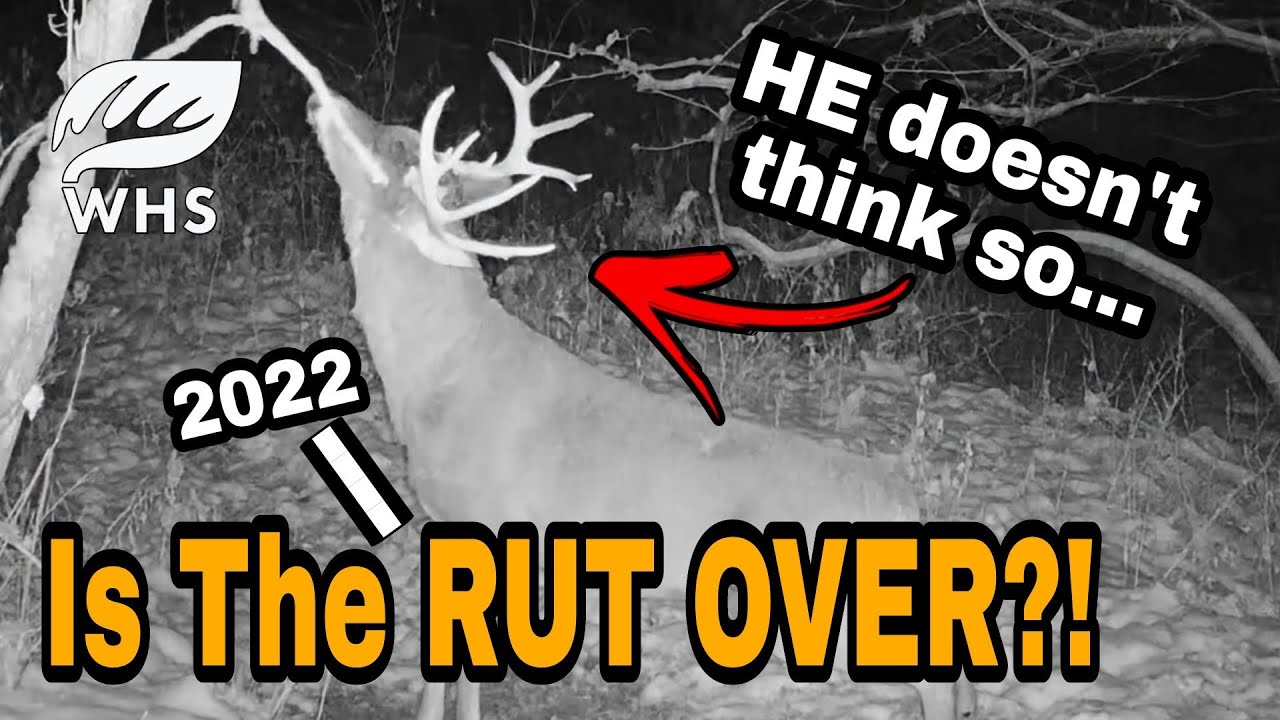 When Does The Whitetail Rut End YouTube when-does-the-whitetail-rut-end-youtube