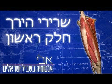 וִידֵאוֹ: היכן נמצא השריר הפילומוטורי?