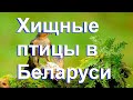 Хищные птицы в Беларуси