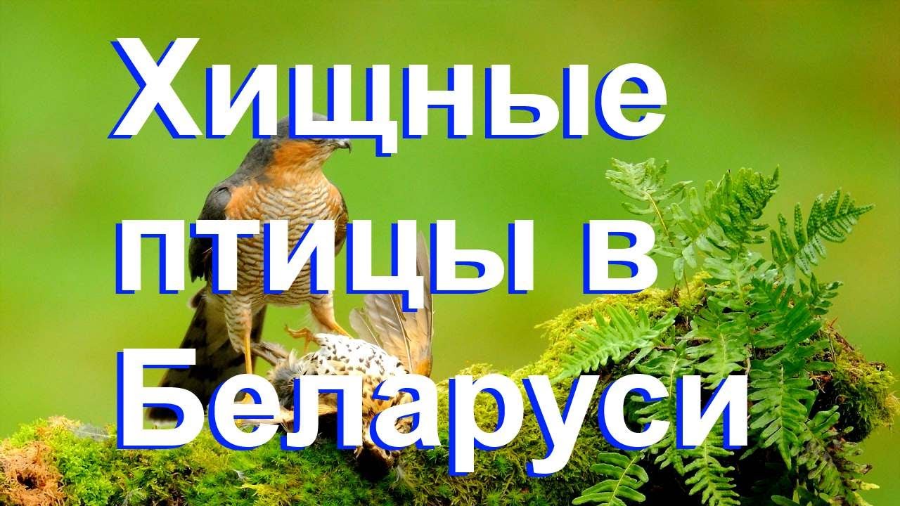 Хищные Птицы Беларуси Фото