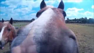 Sfeervideo: Buitenrit met GoPro