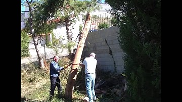 Cutting down the eucalyptus tree