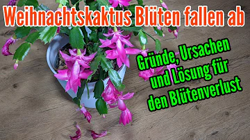 Warum fallen an meinem Weihnachtskaktus die Knospen ab?