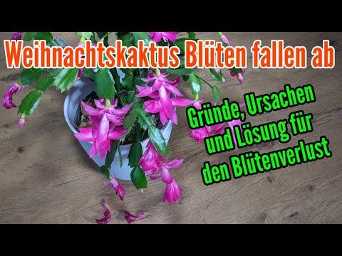 Video: Mein Weihnachtskaktus wirft Blätter ab - Gründe für das Abfallen von WeihnachtskaktusblätternMein Weihnachtskaktus wirft Blätter ab - Gründe dafür, dass Weihnachtskaktusblätter abf