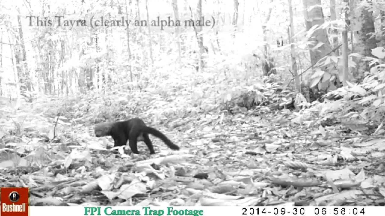 educational research and reviews The FPI Cam: Tayra