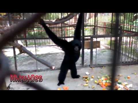 Singing and Swinging with Jub Jib the Rescued Gibbon