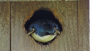 Filming the Feathers: Tree Swallows