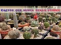 Cactos que nunca deram flores. #jardimdecactos #plantas #cactus #cactos 