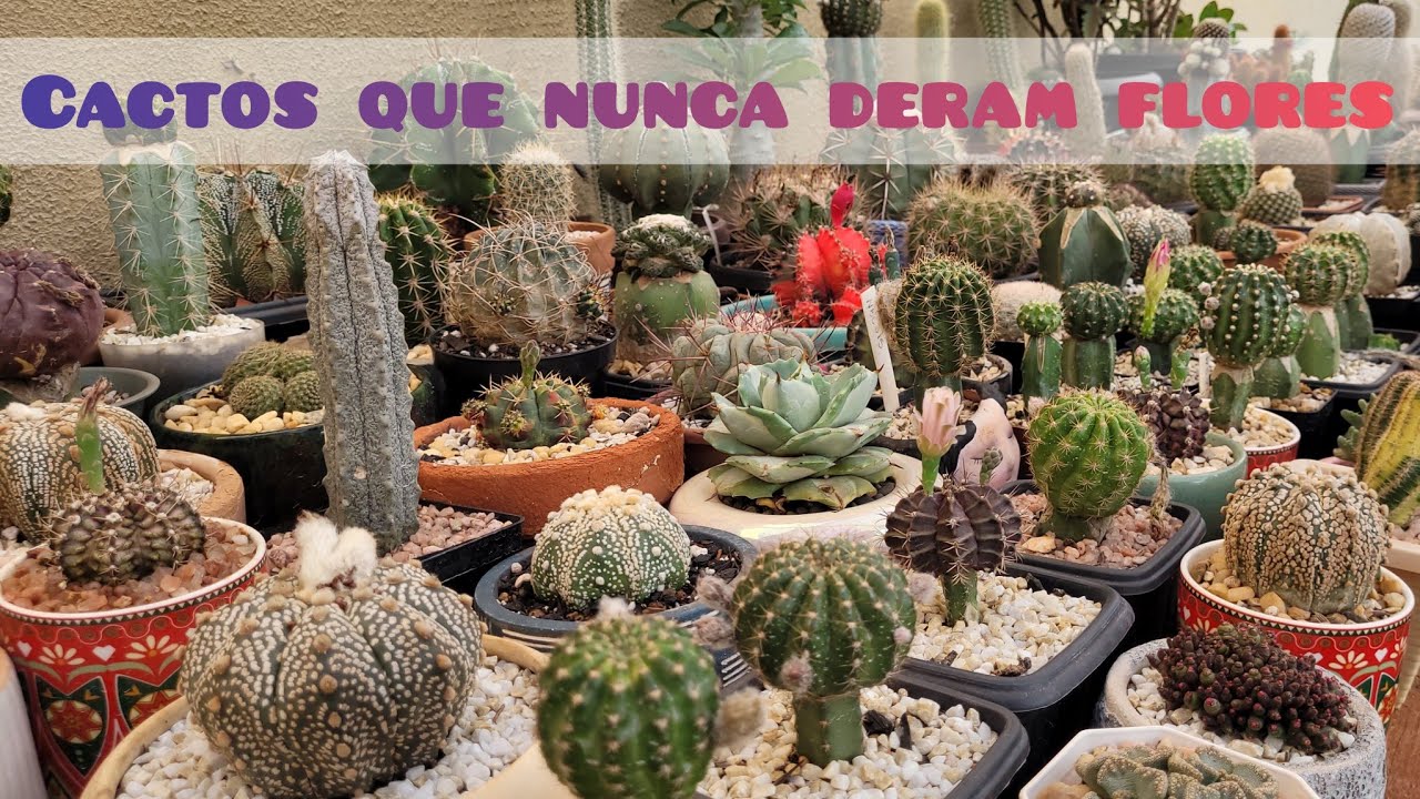 Cactos que nunca deram flores. #jardimdecactos #plantas #cactus #cactos 
